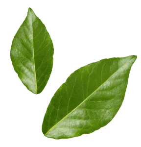 Leaf