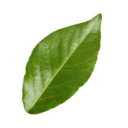 Leaf