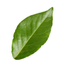 Leaf